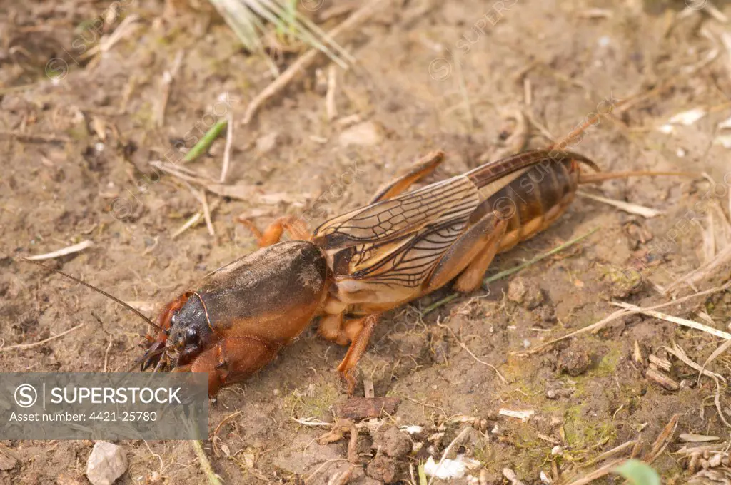 European Mole Cricket (Gryllotalpa gryllotalpa) adult, resting on soil, Italy