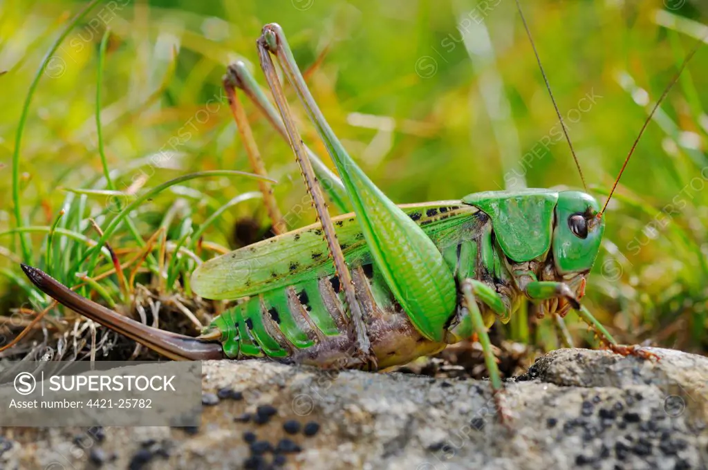 Wart-biter Cricket (Decticus verrucivorus) adult female, resting on rock, Italy