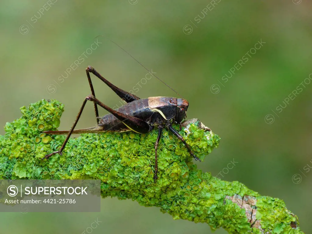 Alpine Dark Bush-cricket (Pholidoptera aptera) adult female, resting on lichen covered twig, Cannobina Valley, Piedmont, Northern Italy, july