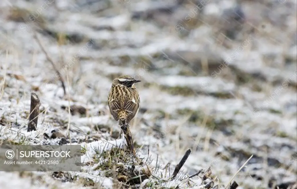 Whinchat (Saxicola rubetra) adult male, migrant perched on stem in blizzard, Caucasus Mountains, Georgia, april