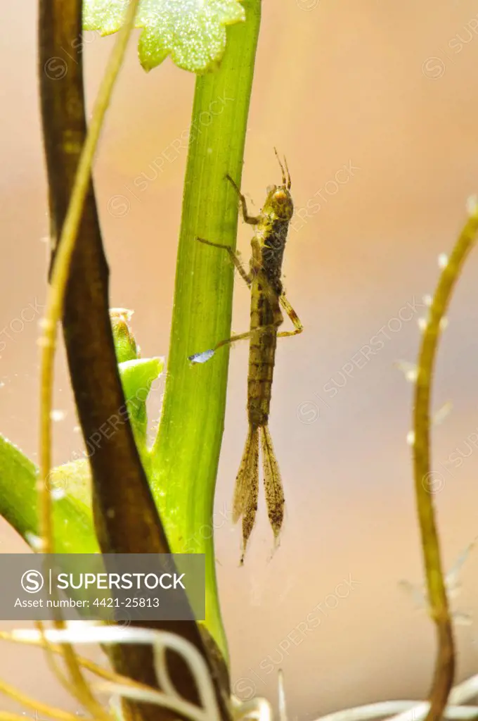 Blue-tailed Damselfly (Ischnura elegans) nymph, clinging to pondweed, Stodmarsh National Nature Reserve, Kent, England, march (photographed in specialist photography tank and subsequently returned to wild)