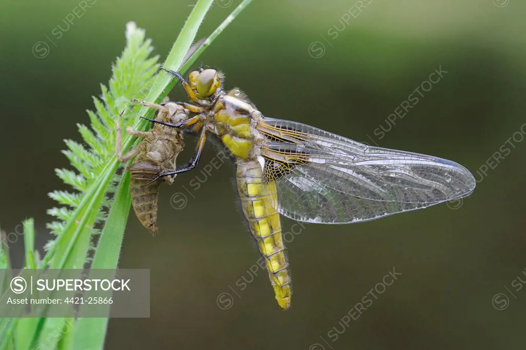 Broad-bodied Chaser (Libellula depressa) adult female, newly emerged from exuvia, resting on grass at edge of garden pond, Bentley, Suffolk, England, may
