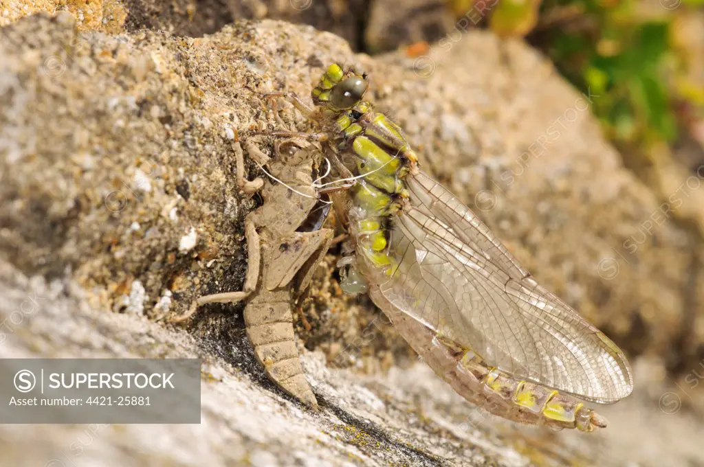 Club-tailed Dragonfly (Gomphus vulgatissimus) newly emerged adult, resting on exuvia, pumping fluids into wings and abdomen to expand them, Goring-on-Thames, Oxfordshire, England, may