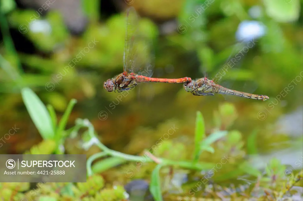 Common Darter Dragonfly (Sympetrum striolatum) adult pair, in flight, in tandem post-copulation, Oxfordshire, England, august