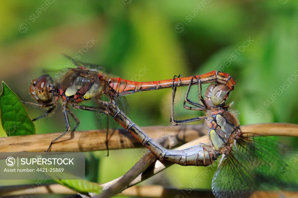 Common Darter Dragonfly (Sympetrum striolatum) adult pair, mating in 'wheel' position, Oxfordshire, England, september