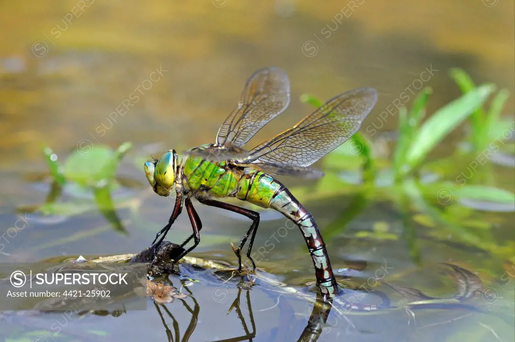 Emperor Dragonfly (Anax imperator) adult female, laying eggs in vegetation at water surface, Oxfordshire, England, august
