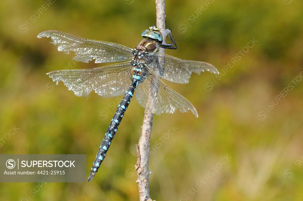 Common Hawker (Aeshna juncea) mature adult male, with wings damaged by fighting, resting on twig, Italian Alps, Italy, october