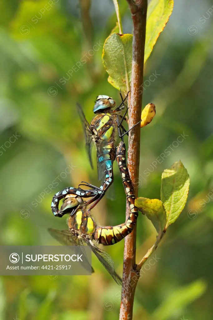 Migrant Hawker (Aeshna mixta) adult pair, mating, Whitlingham, The Broads, Norfolk, England, september