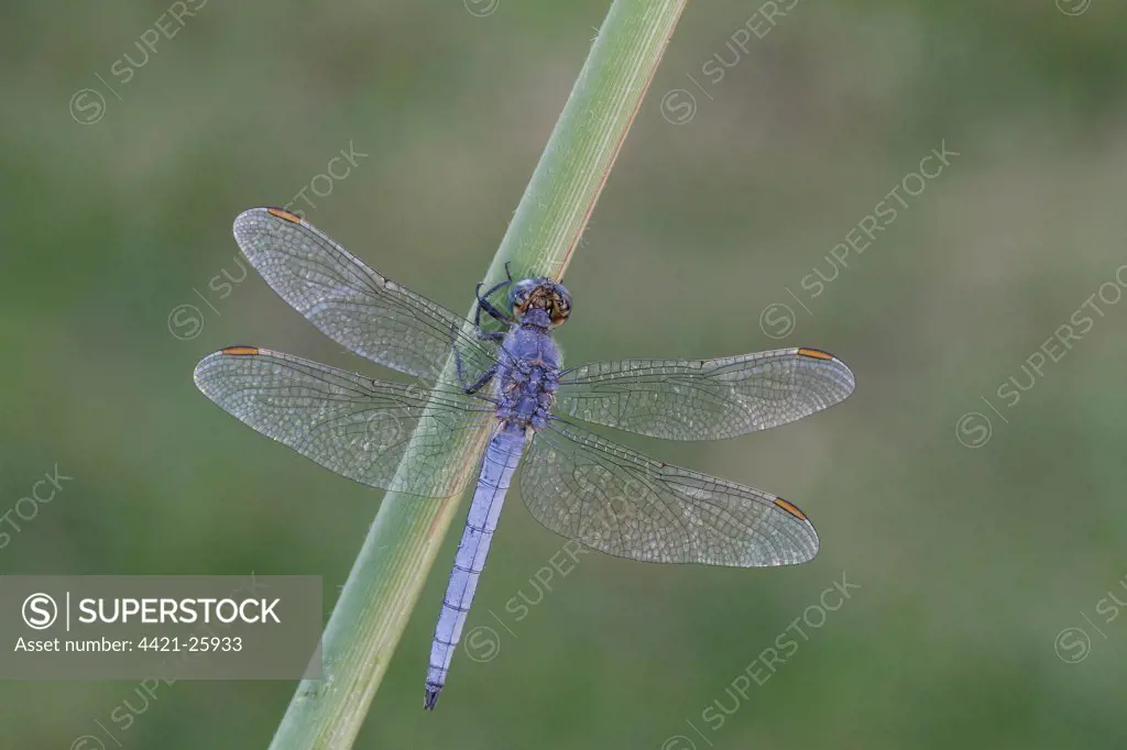 Keeled Skimmer (Orthetrum coerulescens) adult male, resting on reed stem, Lesbos, Greece, may