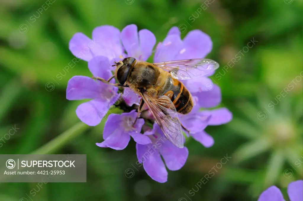Drone-fly (Eristalis nemorum) adult, resting on scabious flower, Oxfordshire, England, august