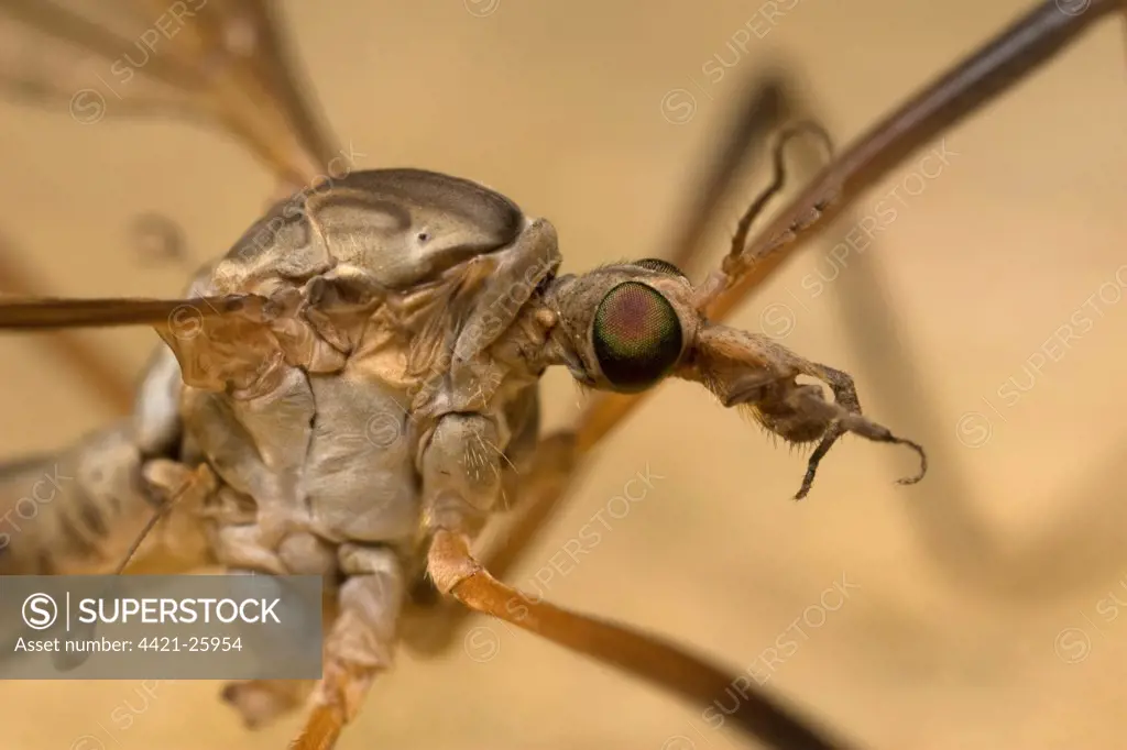 Cranefly (Tipula paludosa) adult, close-up of head, Leicestershire, England