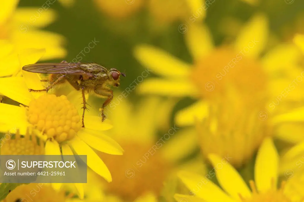Yellow Dungfly (Scathophaga stercoraria) adult, resting on ragwort flower, Berwickshire, Scottish Borders, Scotland, august