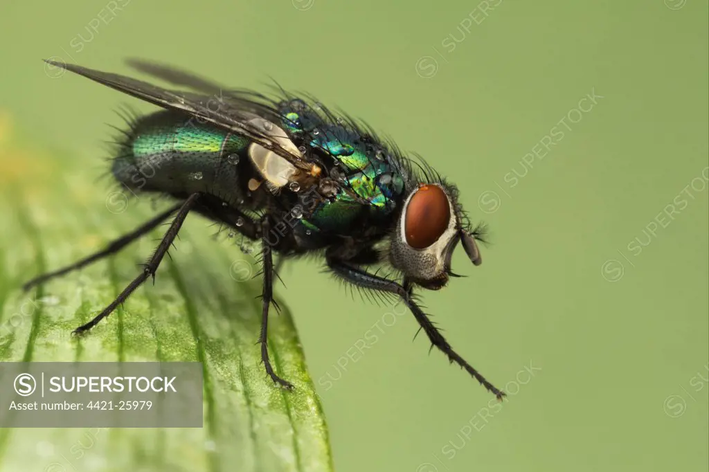 Greenbottle (Lucilia caesar) adult, cleaning front legs, resting on leaf, Leicestershire, England, september