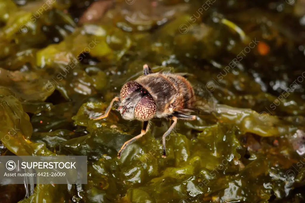 Shore Hoverfly (Eristalinus aeneus) adult, laying eggs on seaweed in brackish pool, Broad Bench, Kimmeridge, Dorset, England, july