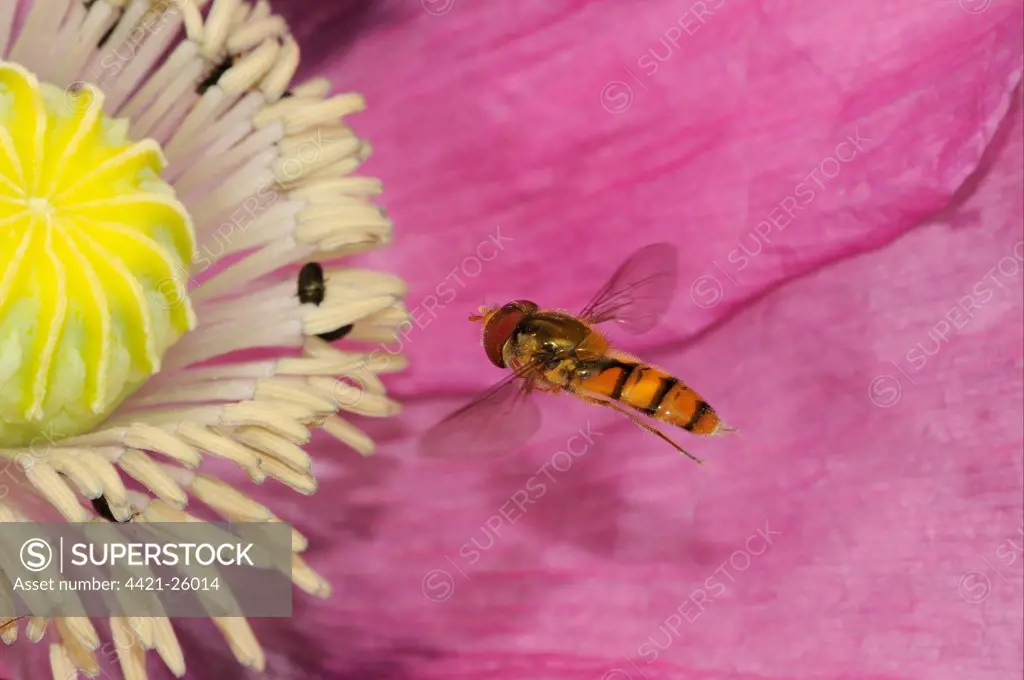 Marmalade Hoverfly (Episyrphus balteatus) adult, in flight, over poppy flower in garden, Oxfordshire, England