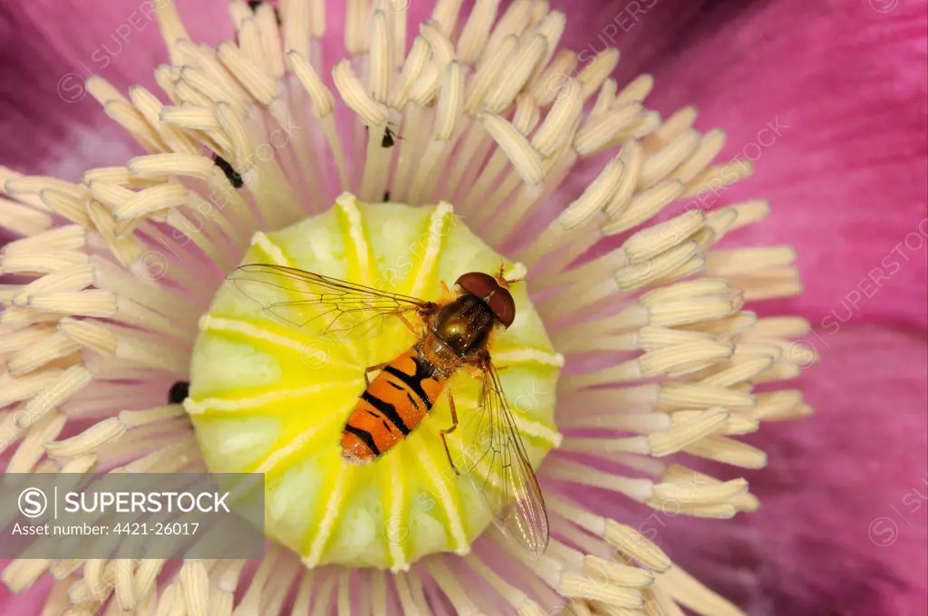 Marmalade Hoverfly (Episyrphus balteatus) adult, resting on poppy flower in garden, Oxfordshire, England