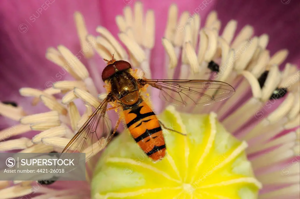 Marmalade Hoverfly (Episyrphus balteatus) adult, resting on poppy flower in garden, Oxfordshire, England
