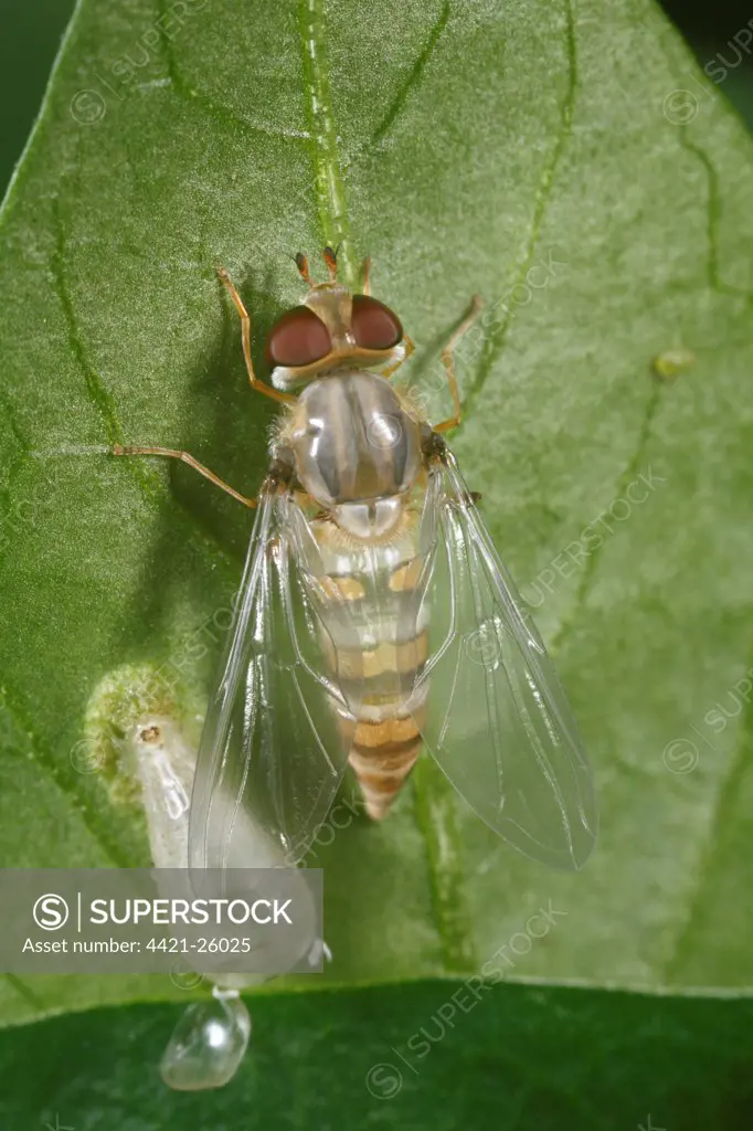 Marmalade Hoverfly (Episyrphus balteatus) adult, newly emerged from pupa attached to leaf, Powys, Wales, july