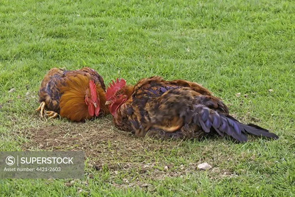 Domestic Chicken, Welsummer, two freerange cockerels, dustbathing in field, England, spring