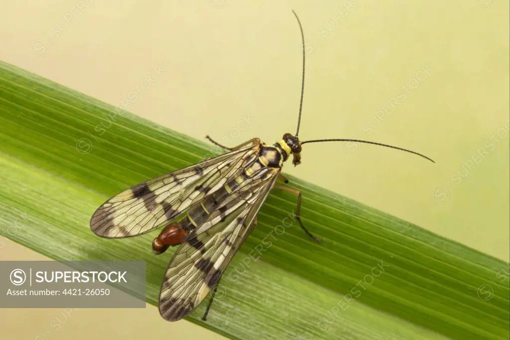 Common Scorpionfly (Panorpa communis) adult male, resting on leaf, Leicestershire, England, june