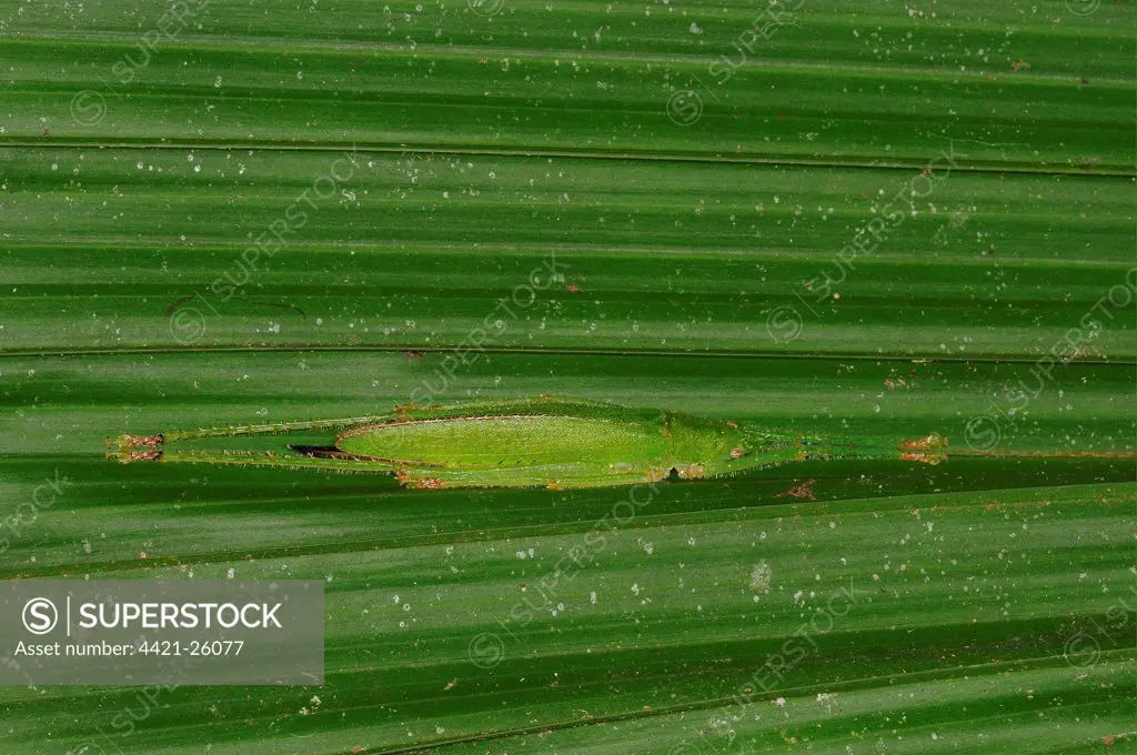 Pyrgomorph Grasshopper (Omura sp.) adult, resting on underside of leaf, Yasuni N.P., Amazon, Ecuador