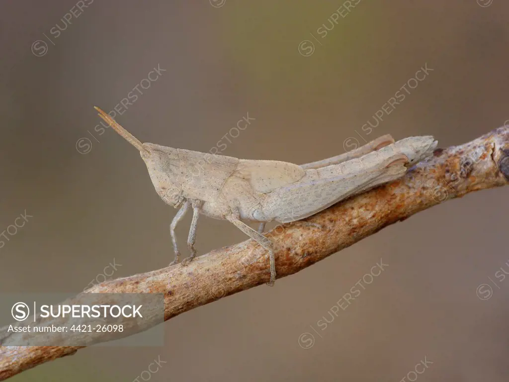 Upland Heath Grasshopper (Rhitzala modesta) adult, resting on twig, Western Australia, Australia