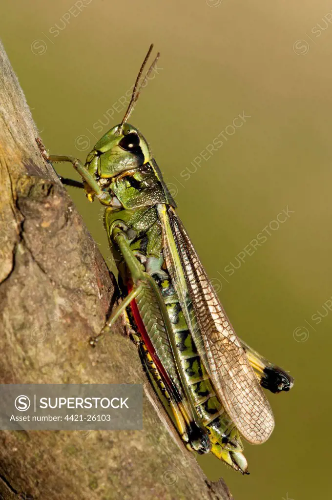 Large Marsh Grasshopper (Stethophyma grossum) adult, resting on branch, Crockford Bridge, New Forest, Hampshire, England, august