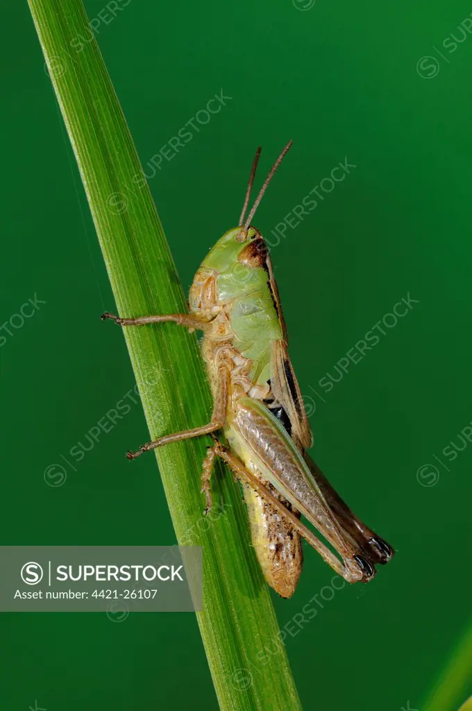 Meadow Grasshopper (Chorthippus parallelus) immature, resting on grass leaf, Oxfordshire, England