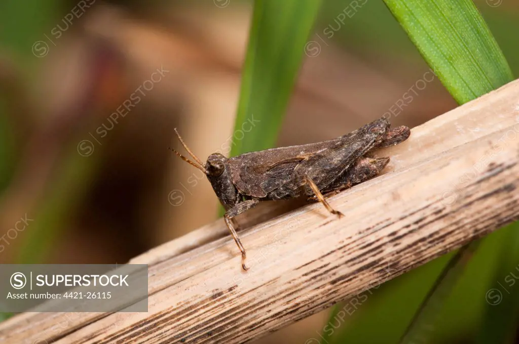 Slender Groundhopper (Tetrix subulata) adult, resting on stem, Crossness Nature Reserve, Bexley, Kent, England, may
