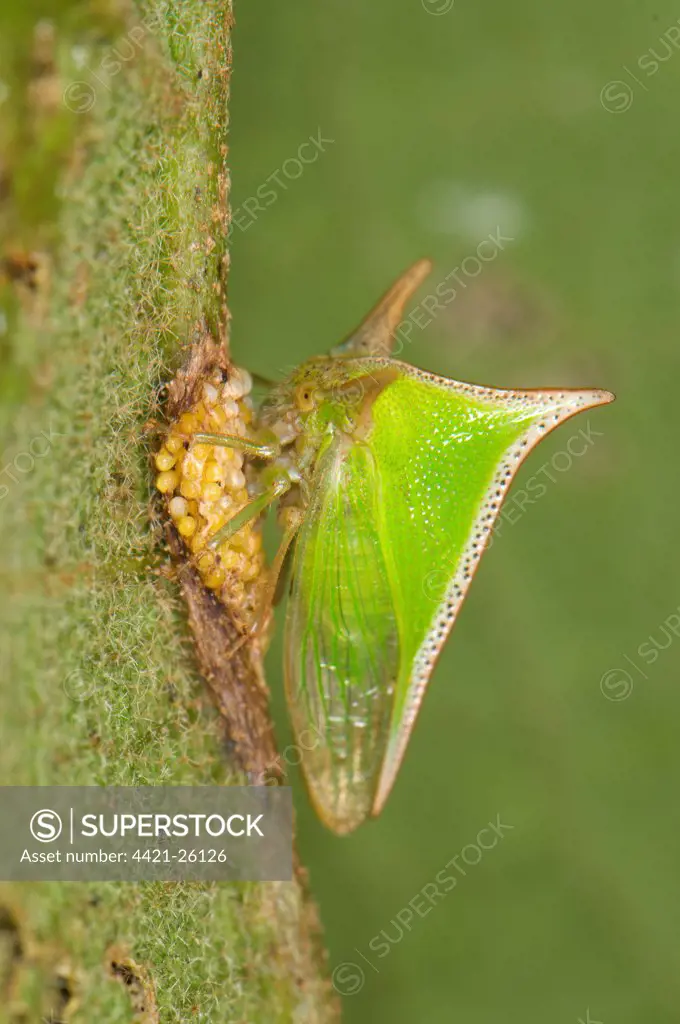 Treehopper (Membracidae sp.) adult female, guarding eggs, Manu Road, Departemento Cuzco, Andes, Peru