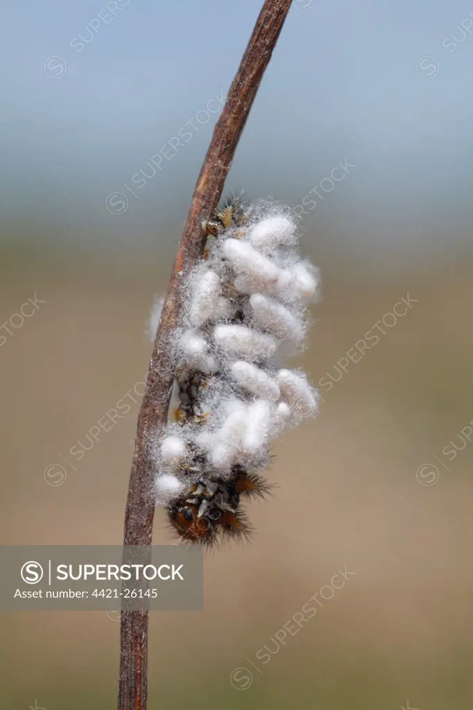 Ichneumon Wasp (Ichneumonoidea sp.) cocoons, on fritillary butterfly larva, Causse de Gramat, Massif Central, Lot, France, may