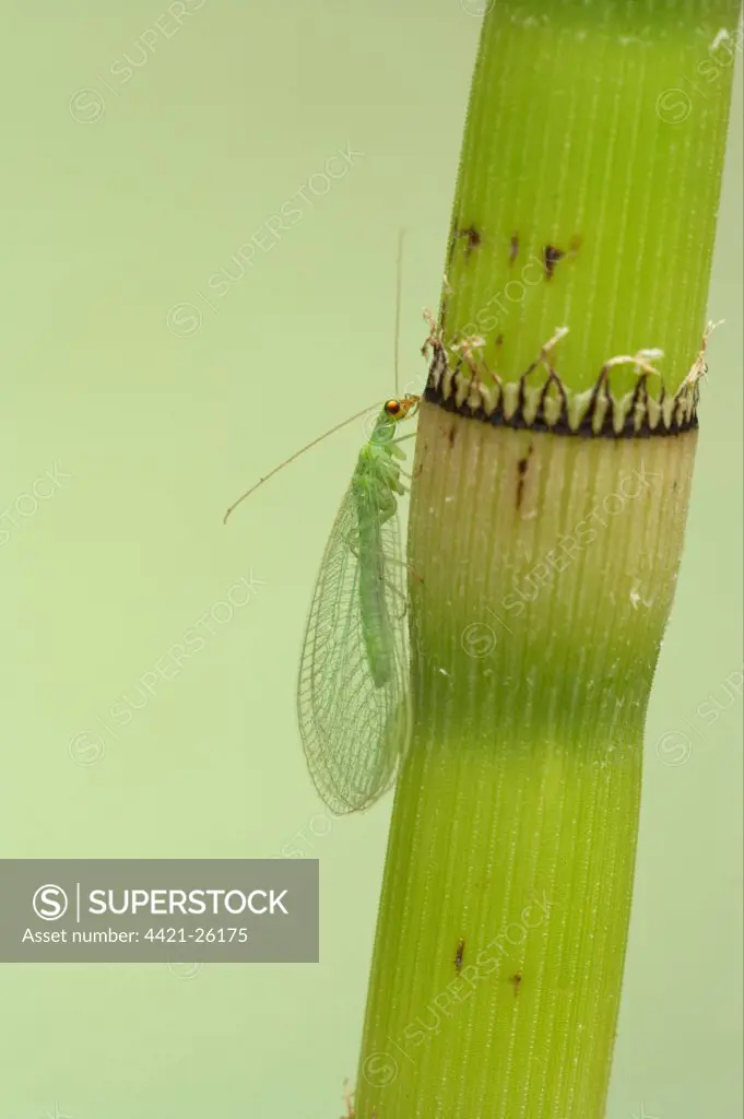 Common Green Lacewing (Chrysoperla carnea) adult, resting on horsetail stem, Essex, England