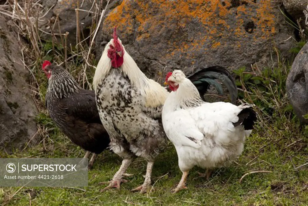 Domestic Chicken, freerange cockerel and hens, in mountain smallholding, Kazbegi Village, Great Caucasus, Georgia, spring