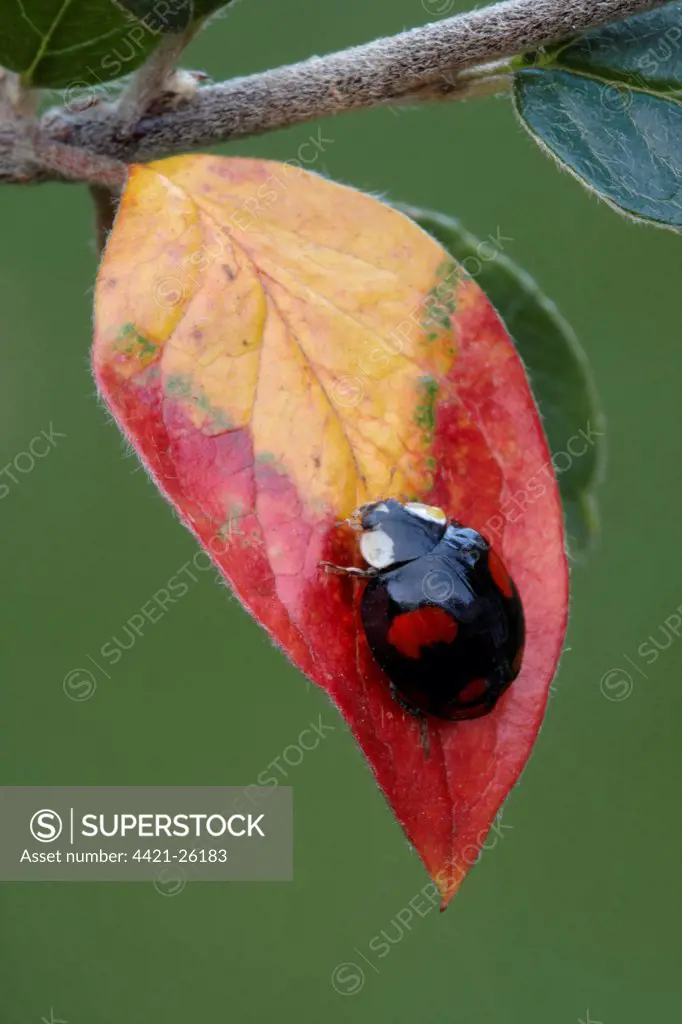 Harlequin Ladybird (Harmonia axyridis) introduced species, black form, adult, on cotoneaster leaf in garden, Leicestershire, England, autumn