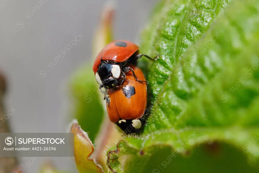 Two-spotted Ladybird (Adalia bipunctata) adult pair, mating in suburban garden, Gorseinon, South Wales, april