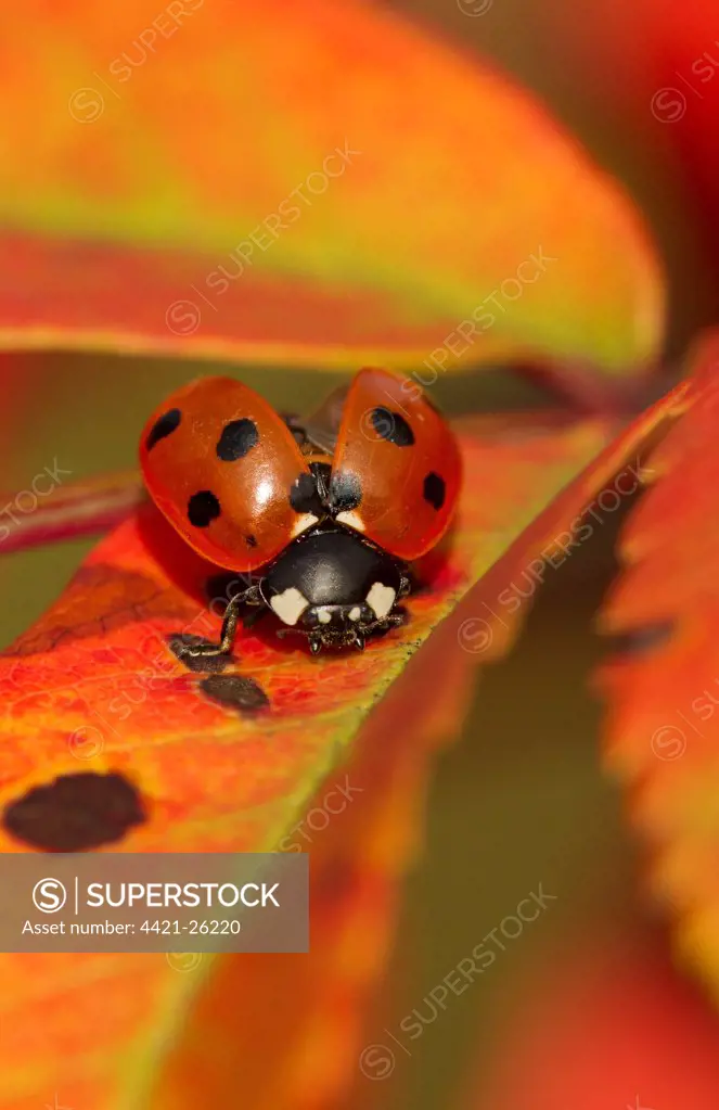 Seven-spot Ladybird (Coccinella septempunctata) adult, opening wing cases, on Rowan (Sorbus aucuparia) leaf in autumn colour, Sheffield, South Yorkshire, England, september