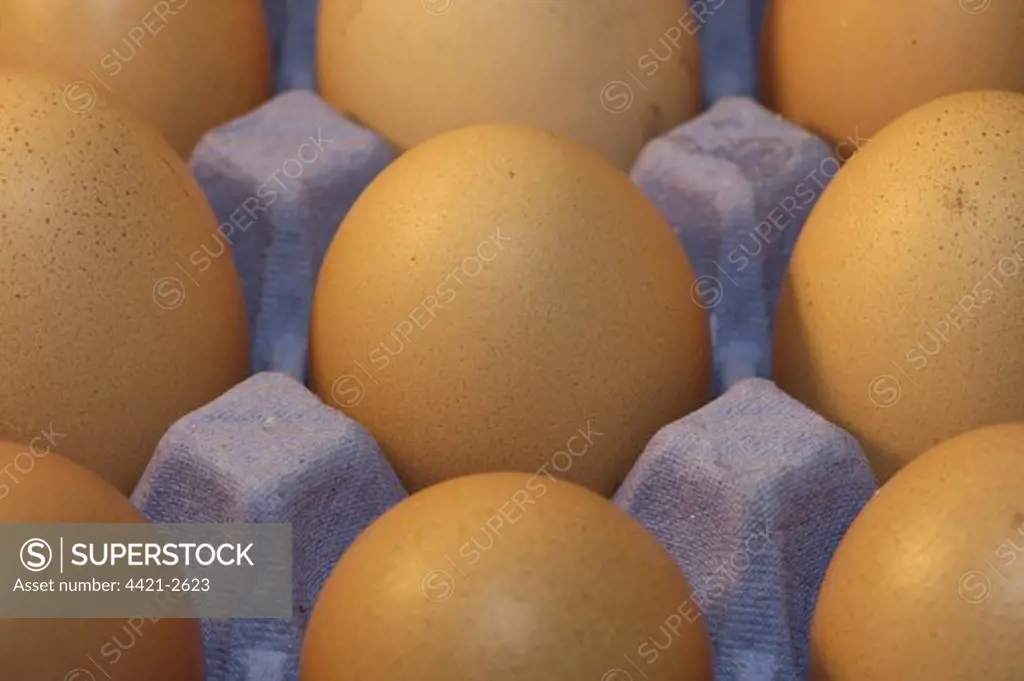 Domestic Chicken, freerange eggs in egg tray, England