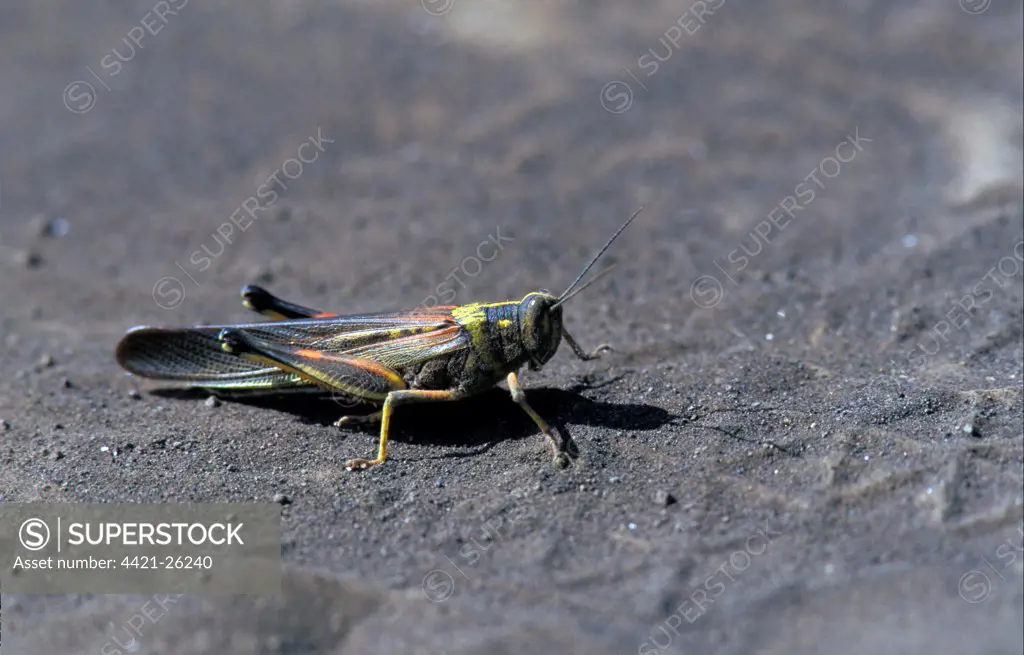 Painted Locust (Schistocerca melanocera) Floreana island, Galapagos