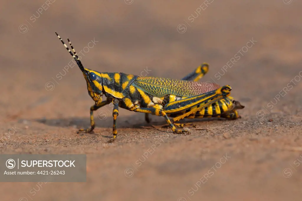 Painted Grasshopper (Poekilocerus pictus) adult, standing on ground, Keoladeo Ghana N.P. (Bharatpur), Rajasthan, India, november