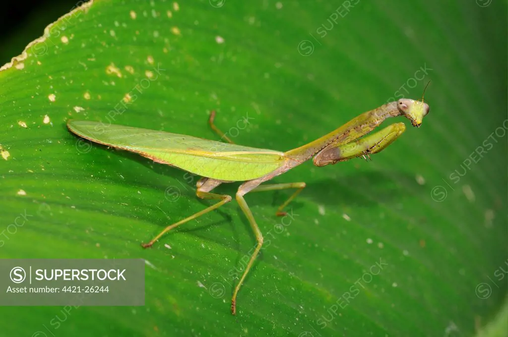 Praying Mantis (Mantodea sp.) adult, resting on leaf, Yasuni N.P., Amazon, Ecuador