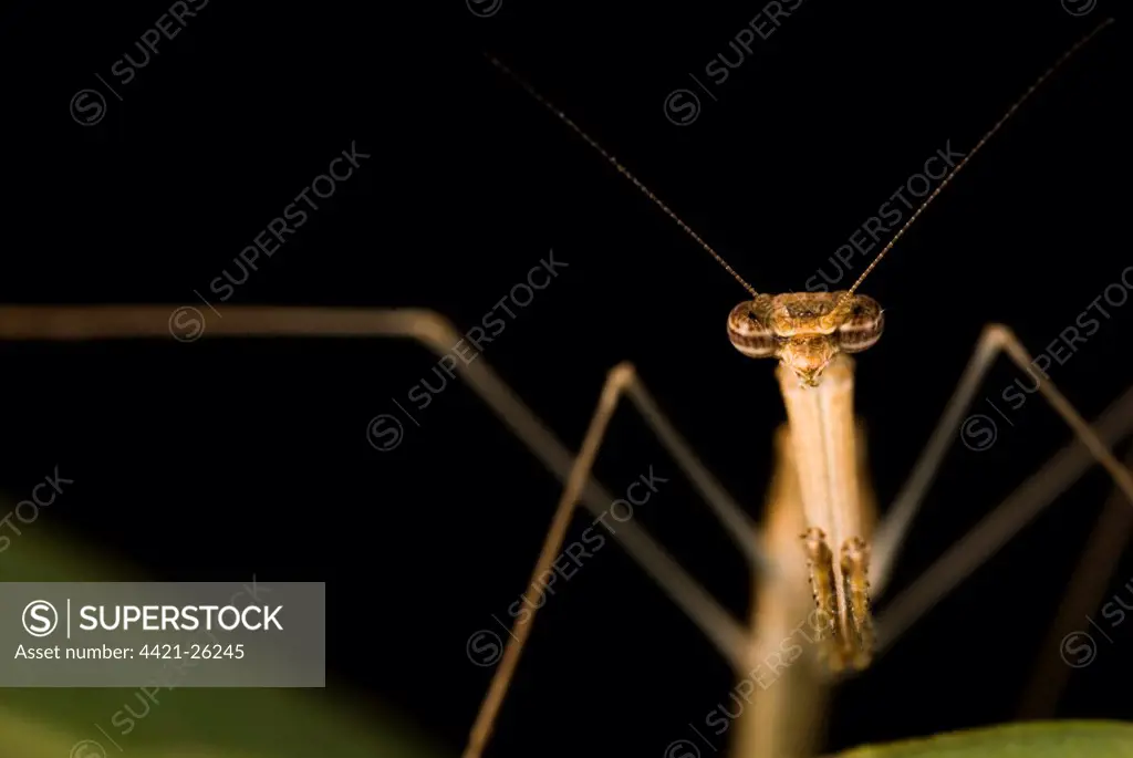 Stick Mantis (Mantodea sp.) adult, close-up of head and legs, Banfora, Comoe Province, Burkina Faso