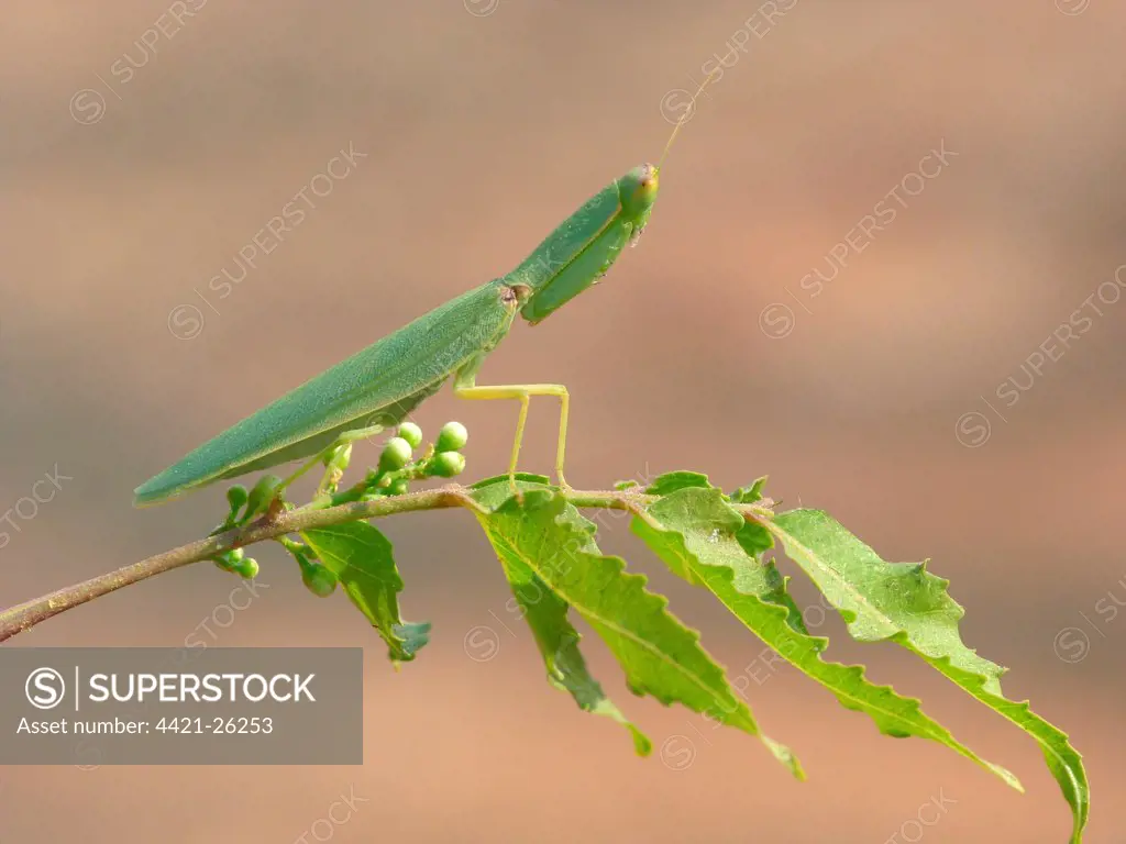 Garden Mantis (Orthodera ministralis) adult, standing on leaves in bush, Western Australia, Australia