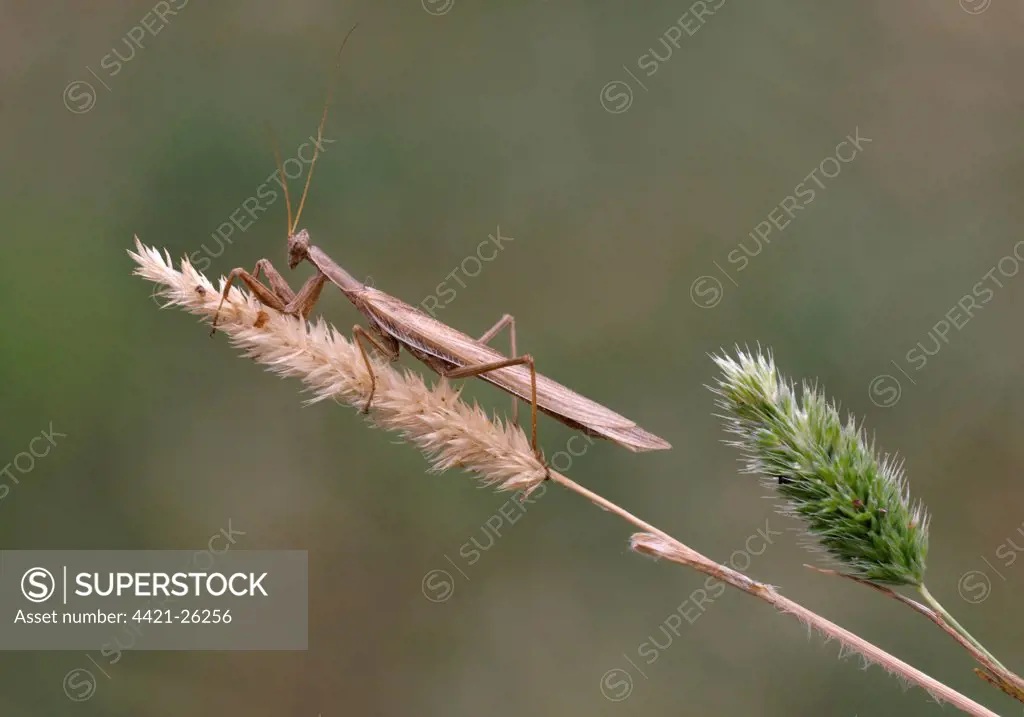 European Praying Mantis (Mantis religiosa) adult, camouflaged on dry grass, Lesvos, Greece, may
