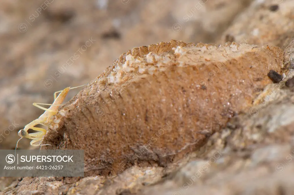 European Praying Mantis (Mantis religiosa) baby, just hatched, standing on ootheca, Savona Province, Liguria, Italy, june