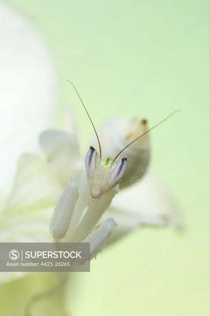 Orchid Mantis (Hymenopus coronatus) adult, camouflaged on orchid flower (captive)