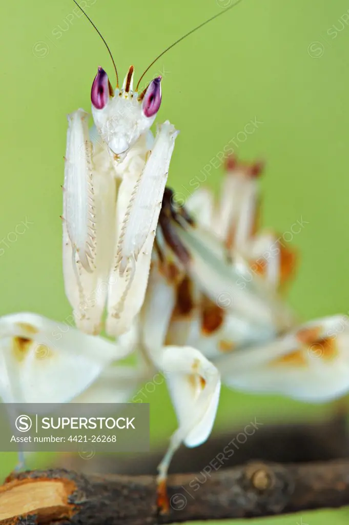Orchid Mantis (Hymenopus coronatus) adult female, close-up of head and forelegs, with smaller male on back of larger female during mating, Malaysia