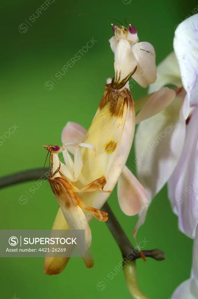 Orchid Mantis (Hymenopus coronatus) adult pair, mating, smaller male on back of larger female, Malaysia