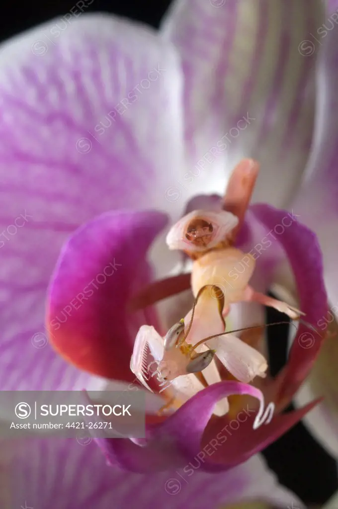 Orchid Mantis (Hymenopus coronatus) subadult female, camouflaged on orchid flower, Malaysia