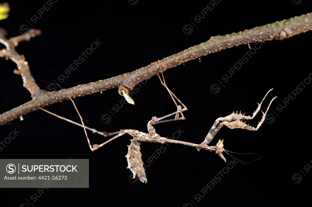 Stick Mantis (Sybilla pretiosa) young, on underside of twig, South Africa