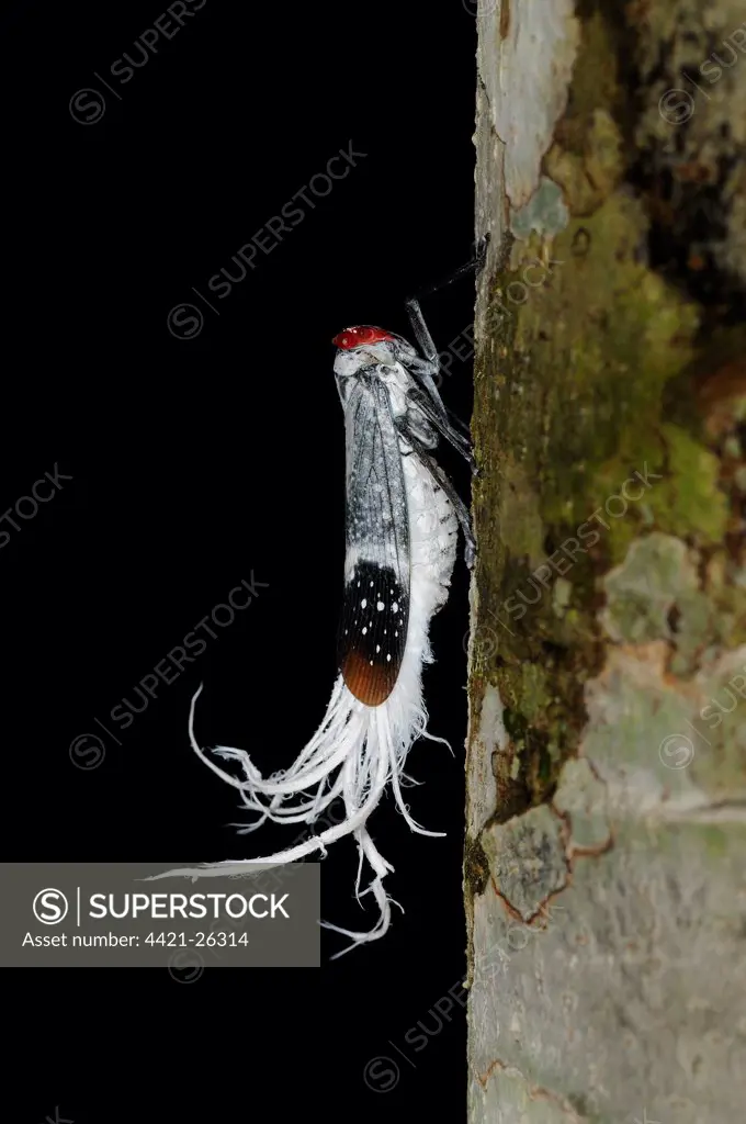 Wax-tailed Planthopper (Lystra lanata) adult, resting on tree trunk, Yasuni N.P., Amazon, Ecuador